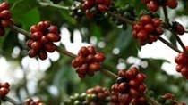 Xuất khẩu cà phê của Costa Rica giảm trong tháng 9/2022