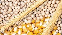 Hội đồng Ngũ cốc Quốc tế dự báo sản lượng ngô toàn cầu tăng trong niên vụ 2025/2026