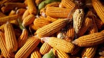 Dự báo sơ bộ về xuất khẩu ngũ cốc của Mỹ trong niên vụ 2025/2026
