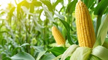 Hội đồng Ngũ cốc Quốc tế hạ dự báo sản lượng ngô toàn cầu