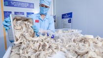 Yến sào xuất khẩu chính ngạch sang thị trường Pháp