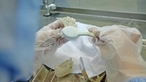 Gia tăng kim ngạch xuất khẩu cho ngành yến sào