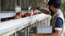 Indonesia bắt đầu xuất khẩu thịt gà sang Singapore 