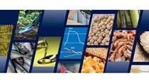 FAO: Sản lượng các loại cây lương thực chủ chốt toàn cầu trên đà lập kỷ lục mới