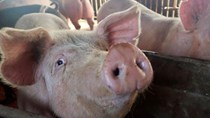 Giá thịt lợn tại Trung Quốc sụt giảm