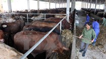 Xu hướng nhập khẩu thịt bò gia tăng, tiềm ẩn nguy cơ về dịch bệnh