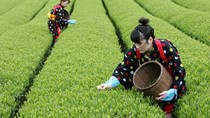 Bài học từ bảo hộ nông nghiệp ở Nhật Bản trong thời kỳ hội nhập kinh tế quốc tế