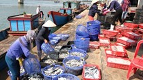 Tình hình tại Quảng Trị sau khi nguyên nhân cá chết được công bố