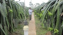 Cách làm mới tiết kiệm điện cho người trồng thanh long