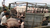 Xuất khẩu lợn sang Trung Quốc: Thị trường tiềm năng nhưng nhiều rủi ro