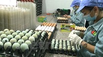 Người Việt Nam sử dụng trứng gà thấp hơn thế giới khoảng 3,5 lần