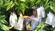 Australia chính thức mở cửa thị trường cho xoài Việt Nam