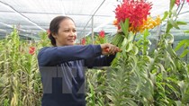 Trồng hoa lan Mokara cho thu nhập tới 50 triệu đồng mỗi tháng