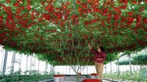 Cây cà chua bạch tuộc cho 32.000 quả mỗi lần thu hoạch