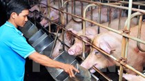 Chăn nuôi lợn lỗ nặng trong khi giá thịt gà ta duy trì ở mức cao