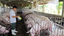 Năm 2018, Hòa Phát sẽ cung cấp lợn thịt và lợn giống cho thị trường