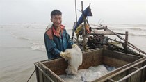 Bỗng nhiên sứa biến thành 'vàng', mang về nguồn thu hơn 100 tỷ đồng