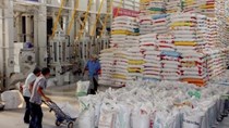 Lập trình hệ điều hành mới cho xuất khẩu gạo