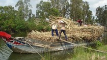 Giá đường niên vụ 2017/2018 sẽ giảm?