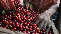 Giá cà phê, hồ tiêu giảm trong tháng 5 vì lo ngại nguồn cung