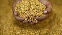 [Phần 1] Cuộc cách mạng lúa gạo nhằm chống biến đổi khí hậu đang diễn ra ở Châu Á