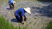 [Phần 2] Lúa chống ngập, kháng kiềm - tương lai của ngành lúa gạo thế giới