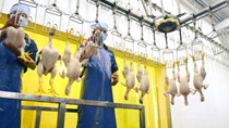 CPTPP được thực thi: Lo ngành chăn nuôi lợn, gà chậm đà tăng trưởng