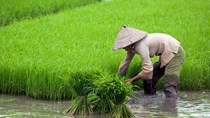 Gạo Việt 'đua' với gạo Thái, Ấn Độ, Campuchia thế nào?