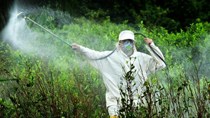 Sẽ sớm loại bỏ hoạt chất Glyphosate trong thuốc bảo vệ thực vật