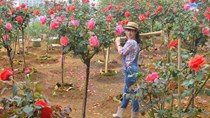 Bỏ ngân hàng đi trồng hoa, chàng trai gây dựng vườn hồng bạc tỷ “đẹp vạn người mê”