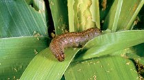 Dịch sâu ăn lá armyworm đe dọa an ninh lương thực của Trung Quốc