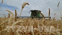 FAO: Giá lương thực thế giới tăng lần đầu tiên trong 5 tháng