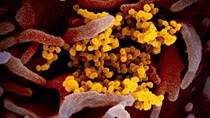 Hình ảnh mới nhất về chủng virus corona