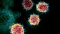 Cập nhật thông tin về virus corona ngày 19/2 và công tác phòng, chống dịch của Bộ CT