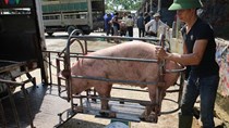 Thực hư chuyện lợn sống nhập khẩu từ Thái Lan về Việt Nam có chất cấm