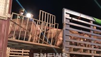 Nhập khẩu thêm gần 2.500 con lợn để bổ sung nguồn cung thị trường và tái đàn