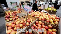 Xuất khẩu táo của Mỹ giảm mạnh kế từ đầu niên vụ 2020-2021