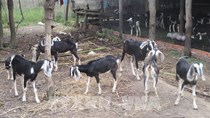 Giá dê, cừu tại Ninh Thuận tăng cao nhất từ đầu năm