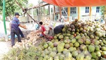 Giá dừa khô tiếp tục tăng cao