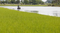 Chính phủ Thái Lan gia hạn chương trình đảm bảo giá lúa gạo