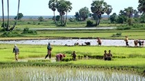 Campuchia ký thỏa thuận với IRRI về việc cải thiện ngành lúa gạo