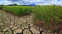 Indonesia: Dự báo giá gạo tiếp tục tăng trong tháng 3/2024