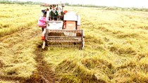Giá gạo châu Á giảm, gạo XK của Việt Nam thấp nhất 1 năm