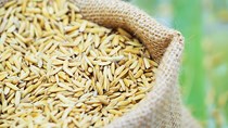 USDA: Nhập khẩu gạo thế giới sẽ duy trì ở mức cao