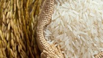 USDA dự báo sản lượng - tiêu thụ - tồn trữ gạo thế giới (báo cáo tháng 7/2023)
