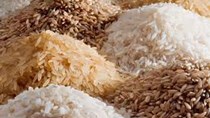 Giá gạo Châu Á đồng loạt giảm, chênh lệch giữa các xuất xứ thu hẹp