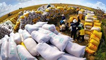 Thủ tướng yêu cầu tăng cường các giải pháp thúc đẩy sản xuất, xuất khẩu và ổn định thị trường gạo
