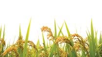 USDA dự báo sản lượng - tiêu thụ - tồn trữ gạo thế giới (báo cáo tháng 4/2023)