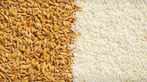 USDA dự báo thương mại gạo thế giới (báo cáo tháng 3/2024)