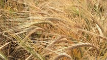 Giá lúa mạch Ukraina tăng 20% do nhu cầu từ Trung Quốc